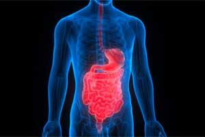 سیستم هاضمه