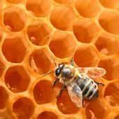 زنبور عسل زنبور عسل