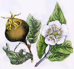 گل ازگیل گل ازگیل