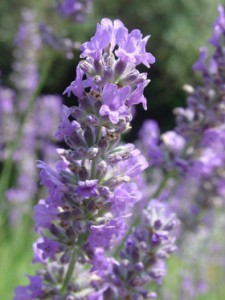 لوندر یا اسطوخودوس لوندر یا اسطوخودوس