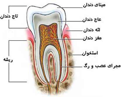 ریشه و مینای دندان ها قسمتهای مختلف دندان ها