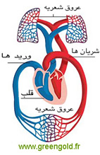 قلب و دوران خون قلب و دوران خون در بدن انسان