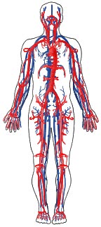 جریان خون در بدن انسان جریان خون در بدن انسان