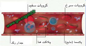 خون جریان خون در رگ ها