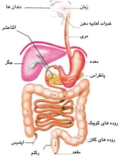 جهاز هاضمه جهاز هاضمه انسان