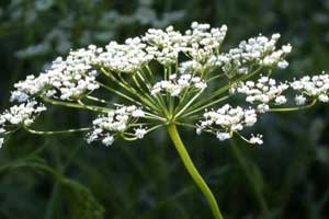 گل بادیان گل بادیان